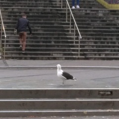 Larus marinus