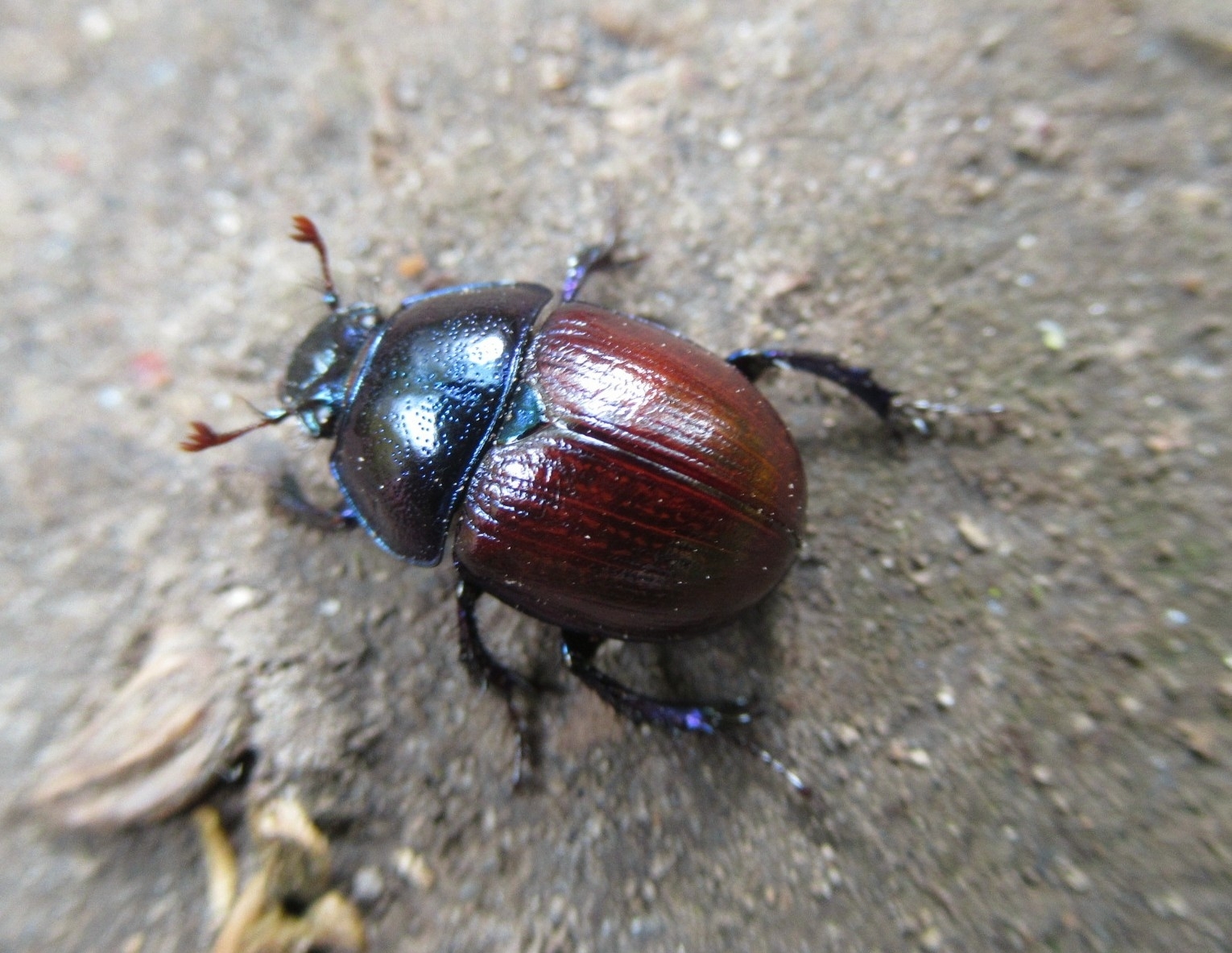 センチコガネ族 (族/連 Geotrupini) · iNaturalist