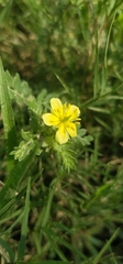 Tribulus terrestris