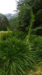 Aciphylla horrida