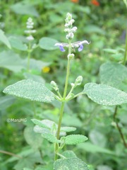 Salvia keerlii