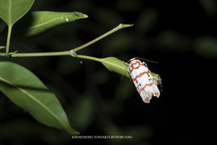 Cyana pseudojavanica