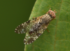Tephritis vespertina