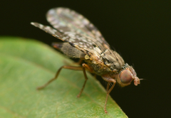 Tephritis vespertina