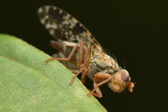 Tephritis vespertina
