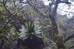 Agave muxii