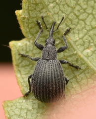 Protopirapion atratulum