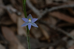 Thelymitra peniculata