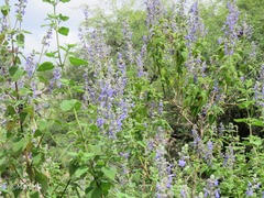 Salvia keerlii