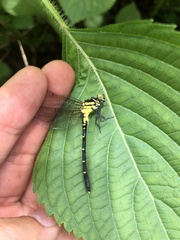 Stylogomphus tantulus