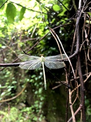 Stylogomphus tantulus