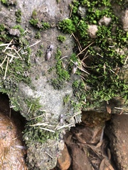 Stylogomphus tantulus