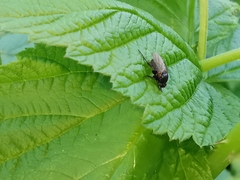 Hypocera mordellaria