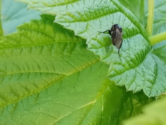 Hypocera mordellaria