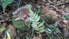 Polystichum lepidocaulon