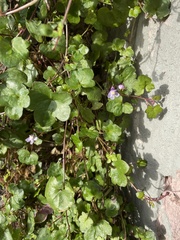 Cymbalaria muralis