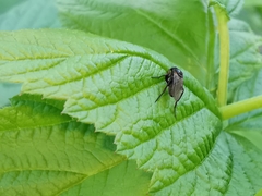 Hypocera mordellaria