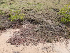 Tecticornia indica