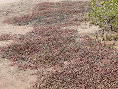 Tecticornia indica