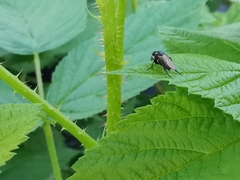 Hypocera mordellaria