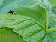 Hypocera mordellaria