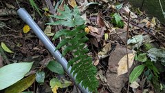 Hymenasplenium excisum