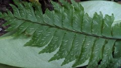 Hymenasplenium excisum