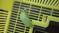Charaxes bernardus