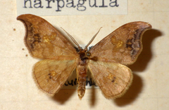 Sabra harpagula