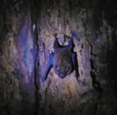 Peropteryx
