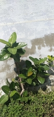 Ficus benghalensis