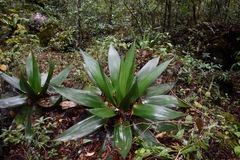 Agave obscura