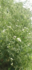 Parthenium hysterophorus