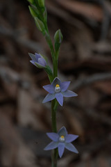 Thelymitra peniculata