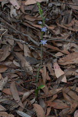 Thelymitra peniculata