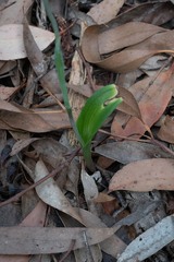Thelymitra peniculata