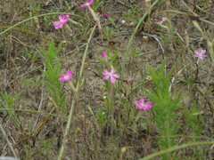 Silene conica