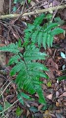 Dryopteris sordidipes