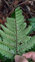 Dryopteris sordidipes