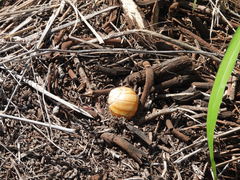 Xanthomelon pachystylum