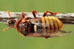 Cimbex luteus