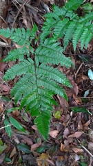 Dryopteris sordidipes