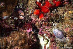 Gymnothorax breedeni