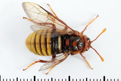 Cimbex luteus