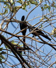 Onychognathus salvadorii