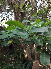 Psychotria capensis