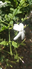 Jasminum