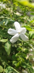 Jasminum