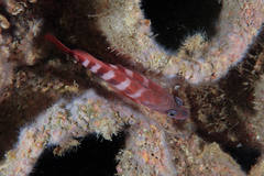 Hypoplectrodes huntii