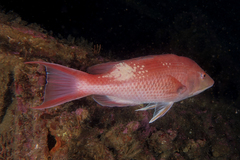 Bodianus unimaculatus